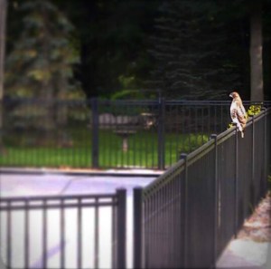 hawk in yard